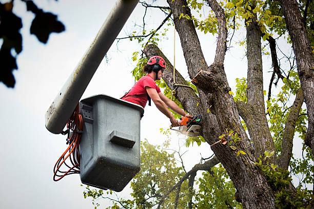 How Our Tree Care Process Works  in Harlem, GA